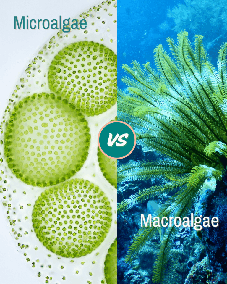 Microalgae: Origin, Functioning and Their Essential Role in Life on ...